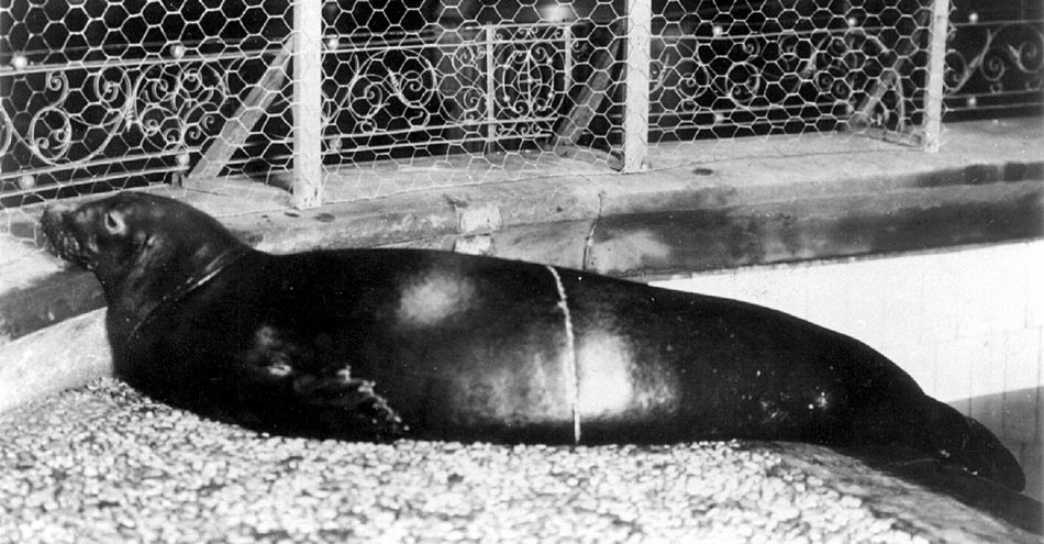 Caribbean Monk Seal