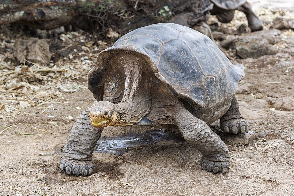 Española Giant Tortoise