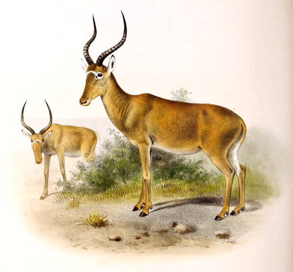 Hirola