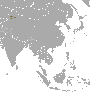 Ili Pika