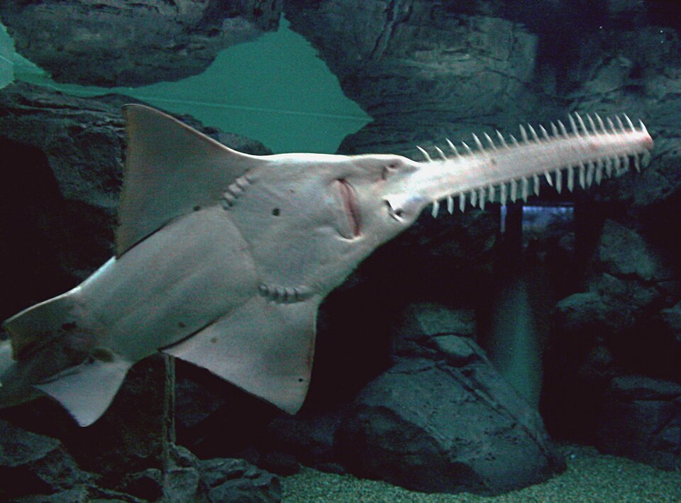 Largetooth Sawfish