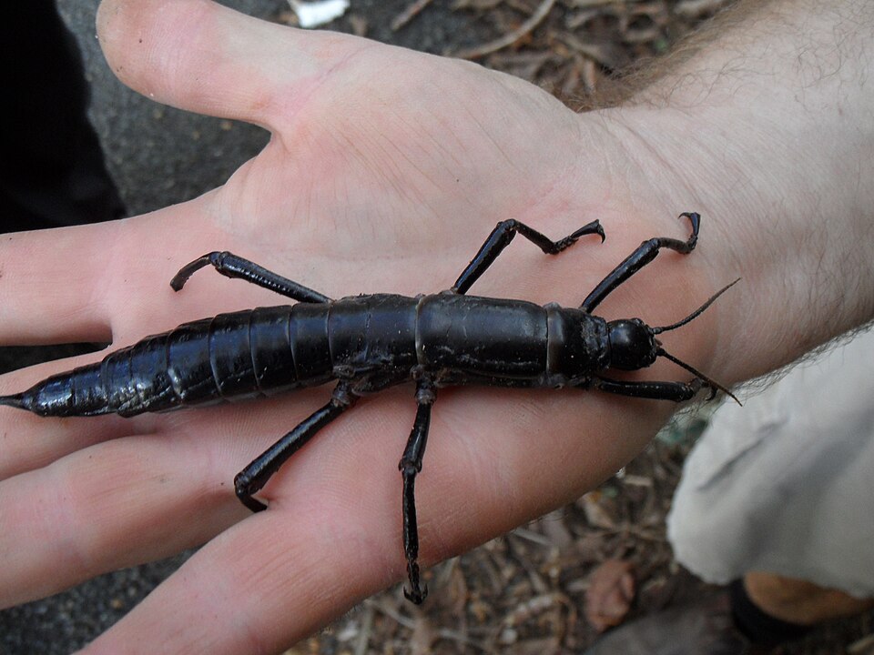 Lord Howe Stick Insect