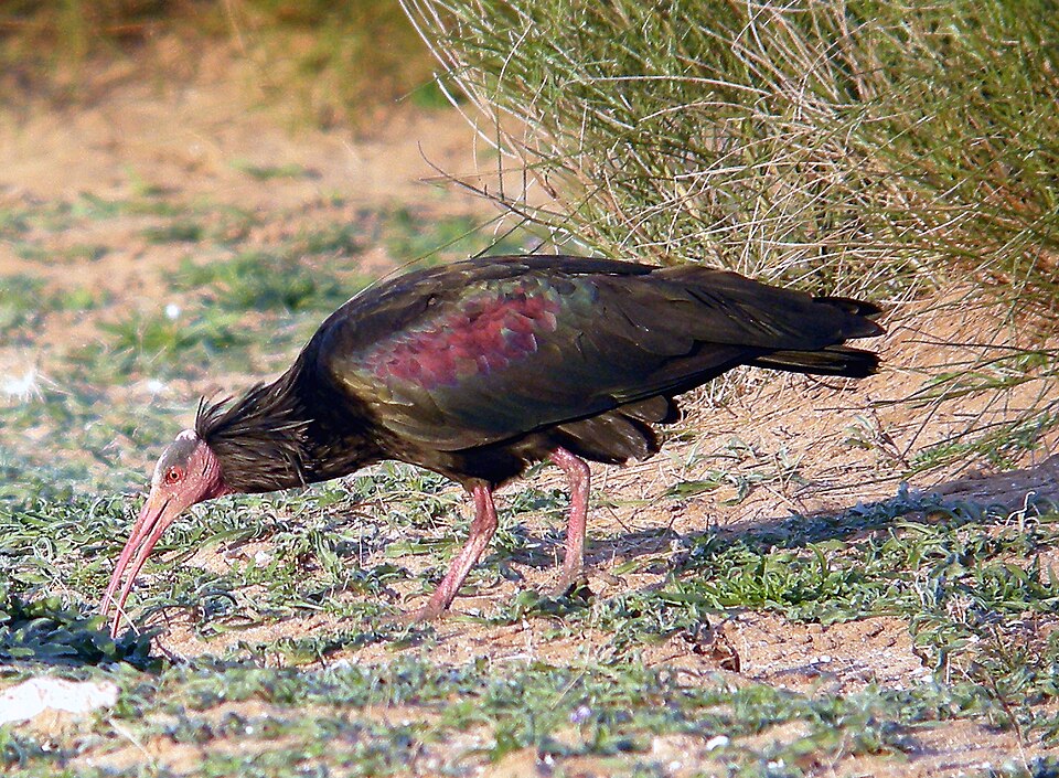 Northern Bald Ibis