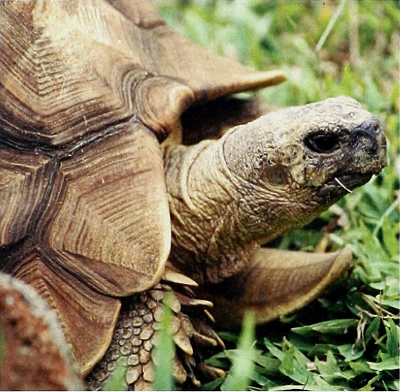 Ploughshare Tortoise