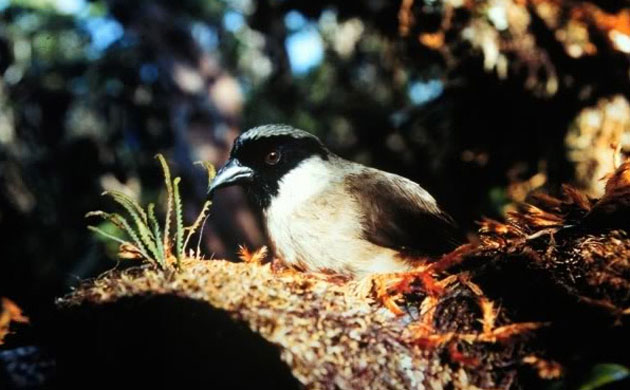 Poʻouli