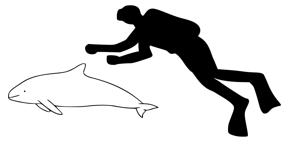 Vaquita