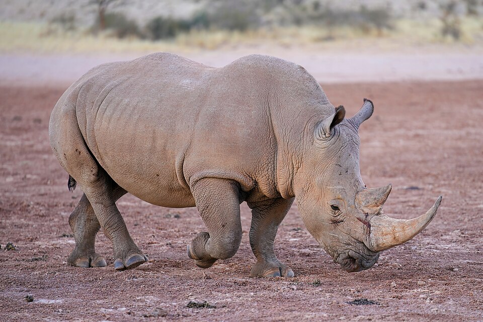 White Rhino